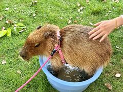 -J Create城市露营咖啡·简餐·宠物(上海动物园店)