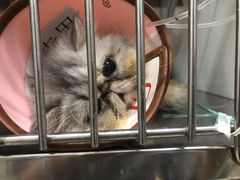 -康旭宠物医院(郑州总院)