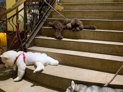 -more than meow吴止猫主题餐厅(承德 中船汇店)