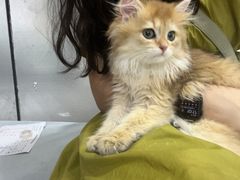 -中农国际动物医院24小时·猫科·骨科·急重症中心