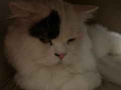 -猫小院猫主题咖啡厅(北锣店)