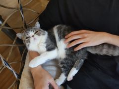 -滚猫咖啡·猫咖·猫友好撸猫(未来城店)