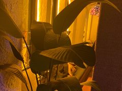 -Sirena海妖日咖夜酒