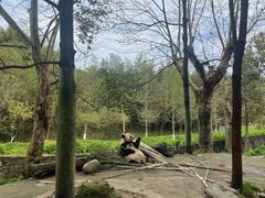 -都江堰中华大熊猫苑