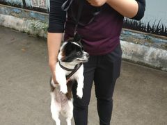 -严国平动物医院(德政总院)