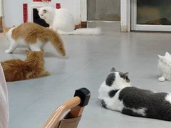 -Heymao猫咖.咖啡厅(东门店)