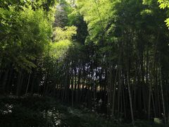 -龙井村