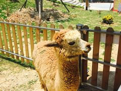 -泉州海丝野生动物世界