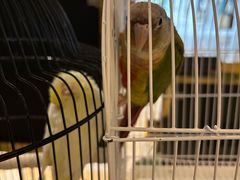 -廊坊固安福朋喜来登酒店