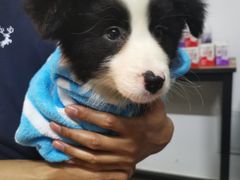 -翊宠yipet猫狗购宠庄园犬舍•猫舍