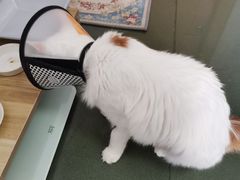 -米苏动物医院·犬猫专科·骨科外科内窥镜