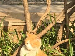 -新湖明珠城