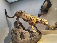 -武汉园博园(武汉自然博物馆)