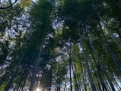 -上海佘山国家森林公园天马山园