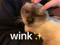 -李小姐の猫咖啡馆(五角场店)