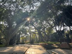 -瑞丽独树成林风景区