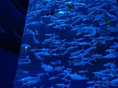 -香港海洋公园
