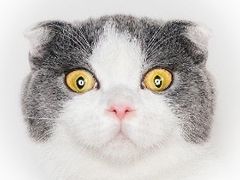 -爱宠屋pet shop·宠物洗澡·宠物美容