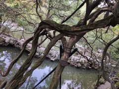 -绮园景区