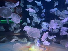 -上海海昌海洋公园
