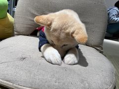 -逗柴咖啡屋·狗咖猫咖宠物桌游