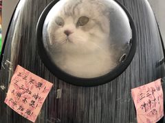 -创凡宠物医院·骨专科  猫科中心(西乡分院)