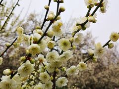 -香雪海