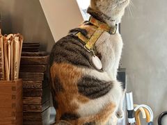 -Again Coffee Roaster(香蜜湖店)