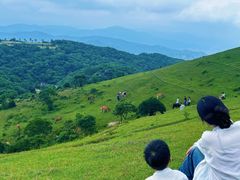 -大姆山草场