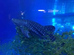 -成都浩海立方海洋公园