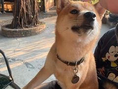 -柴犬高等学院·狗咖·柴犬售卖·宠物训练