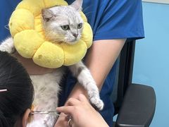 -天宠宠物医院24小时·急重症诊疗中心·全科·腔镜特色(和平分院)