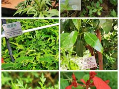 -广州神农草堂中医药博物馆