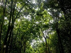 -南宁良凤江国家森林公园