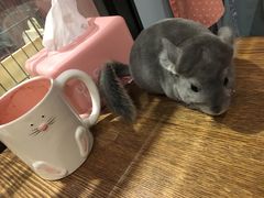 -藦茜花园宠物主题亲子互动体验馆(国顺东路店)