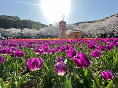 -苏州上方山国家森林公园