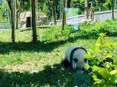 -卧龙中华大熊猫苑神树坪基地