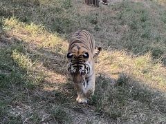 -大连森林动物园