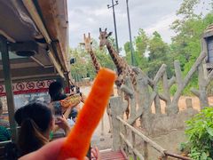 -清迈夜间动物园