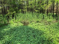 -溱湖国家湿地公园