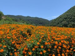 -关山草原