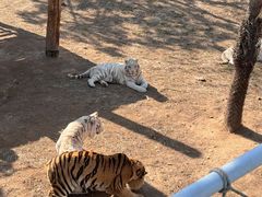 -西霞口神雕山野生动物世界