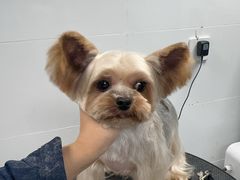 -帕帕拉兹宠物(亚洲旗舰店)