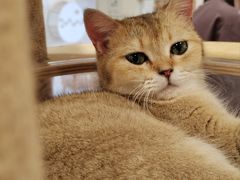 -楼上猫咖(罗湖店)