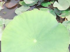 -白洋淀景区