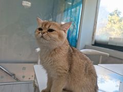 -喵的天空名猫咖啡馆·撸猫·猫舍·用品