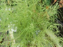 -秦美花卉(天朗·莱茵小城2期店)