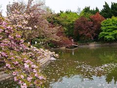 -嘉定紫藤园