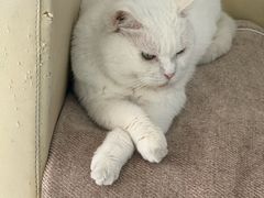 -汪喵宠物医院·骨科心脏影像·犬猫急重症ICU诊疗中心(成华分院)