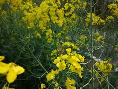 -桤木河湿地公园